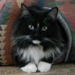 Profile picture of Westwind (test account)